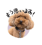 愛犬トイプのコミュニケーション2（個別スタンプ：34）