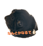 パグと一緒 日常会話②（個別スタンプ：4）