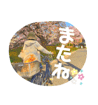 白柴はなちゃん1（個別スタンプ：14）
