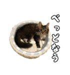 うみスタンプ vol.1（個別スタンプ：4）