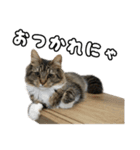 うみスタンプ vol.1（個別スタンプ：18）