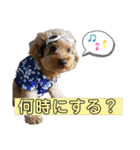 寅スタンプpart1（個別スタンプ：10）