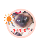 るーだますたんぷ（個別スタンプ：1）