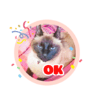 るーだますたんぷ（個別スタンプ：5）