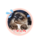 るーだますたんぷ（個別スタンプ：7）