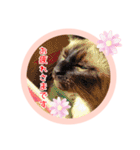 るーだますたんぷ（個別スタンプ：8）