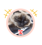 るーだますたんぷ（個別スタンプ：11）