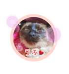 るーだますたんぷ（個別スタンプ：13）