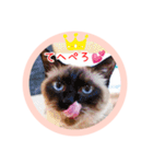 るーだますたんぷ（個別スタンプ：14）