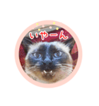 るーだますたんぷ（個別スタンプ：15）