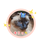るーだますたんぷ（個別スタンプ：16）