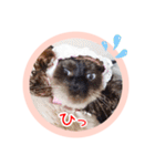 るーだますたんぷ（個別スタンプ：18）