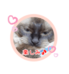 るーだますたんぷ（個別スタンプ：19）
