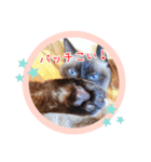 るーだますたんぷ（個別スタンプ：23）