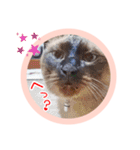 るーだますたんぷ（個別スタンプ：24）