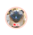 るーだますたんぷ（個別スタンプ：25）