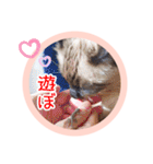 るーだますたんぷ（個別スタンプ：26）