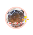 るーだますたんぷ（個別スタンプ：27）