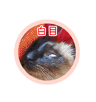 るーだますたんぷ（個別スタンプ：29）