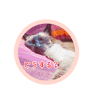 るーだますたんぷ（個別スタンプ：30）