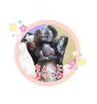 るーだますたんぷ（個別スタンプ：31）