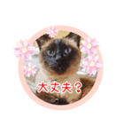 るーだますたんぷ（個別スタンプ：32）