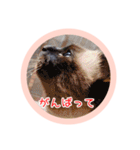 るーだますたんぷ（個別スタンプ：34）