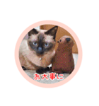るーだますたんぷ（個別スタンプ：35）