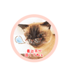 るーだますたんぷ（個別スタンプ：37）
