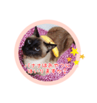 るーだますたんぷ（個別スタンプ：38）