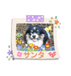チワワのサンタ☆2（個別スタンプ：10）