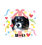 チワワのサンタ☆2（個別スタンプ：14）
