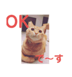 中田家の猫3rd（個別スタンプ：1）