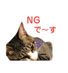 中田家の猫3rd（個別スタンプ：2）
