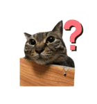 中田家の猫3rd（個別スタンプ：3）