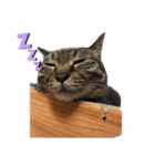 中田家の猫3rd（個別スタンプ：4）