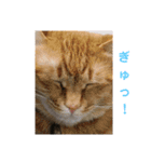 中田家の猫3rd（個別スタンプ：5）