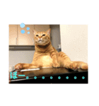 中田家の猫3rd（個別スタンプ：7）