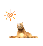 中田家の猫3rd（個別スタンプ：8）