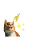 中田家の猫3rd（個別スタンプ：9）