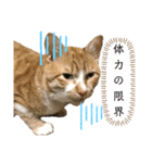 中田家の猫3rd（個別スタンプ：10）