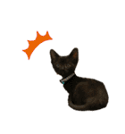 中田家の猫3rd（個別スタンプ：12）