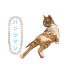 中田家の猫3rd（個別スタンプ：13）