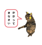 中田家の猫3rd（個別スタンプ：14）