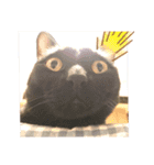 中田家の猫3rd（個別スタンプ：15）