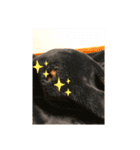 中田家の猫3rd（個別スタンプ：16）