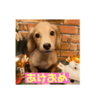 ダックス大好き！日常スタンプ（個別スタンプ：3）