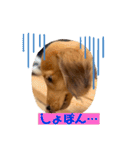 ダックス大好き！日常スタンプ（個別スタンプ：6）