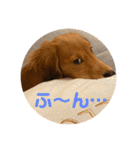 ダックス大好き！日常スタンプ（個別スタンプ：9）