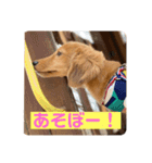 ダックス大好き！日常スタンプ（個別スタンプ：11）